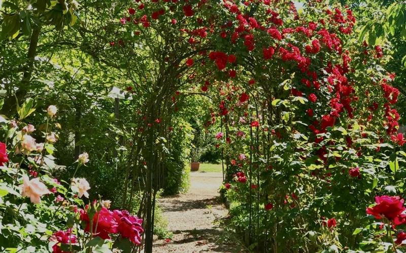 Allée de roses