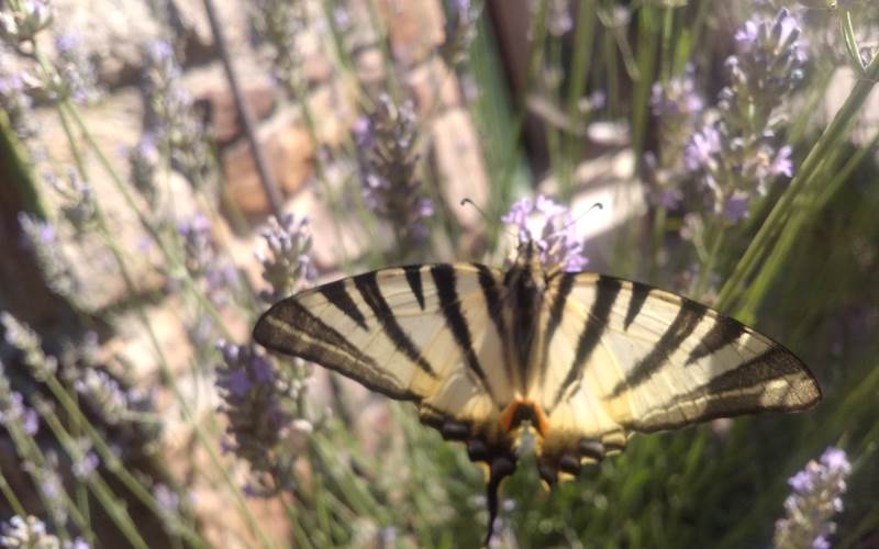 Papillon