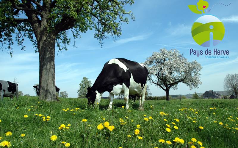 Pays de Herve_Verger_Vache_ logo MTPH ©MT Pays de Herve