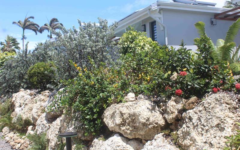 Iguane House villas & Micro Spa Villa Mangrove vue depuis le parking