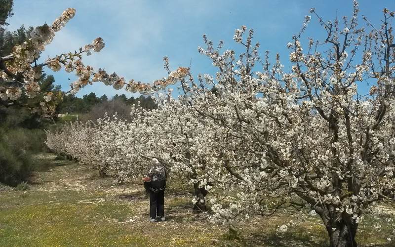 champ de cerisier en fleur