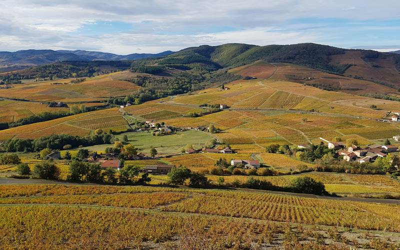 Le vignoble
