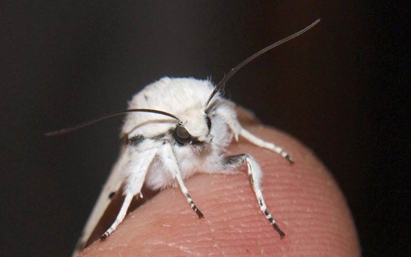 papillon-de-nuit-blanc-photo-around