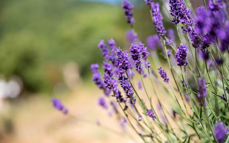 Les belles fleurs méditerranéennes