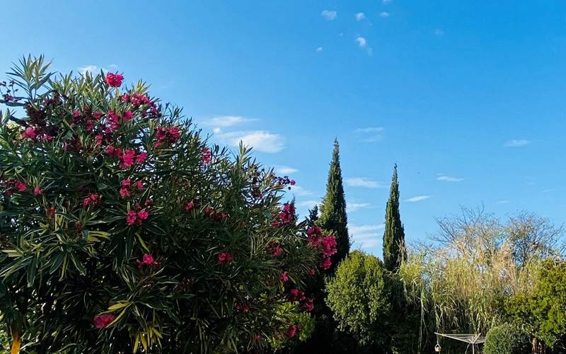 Mas Canigou+Albères piscine et lauriers-