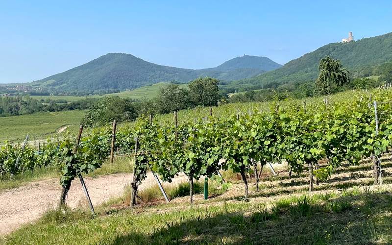 Les Vignes