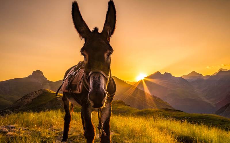 ZORROweb-photo-around