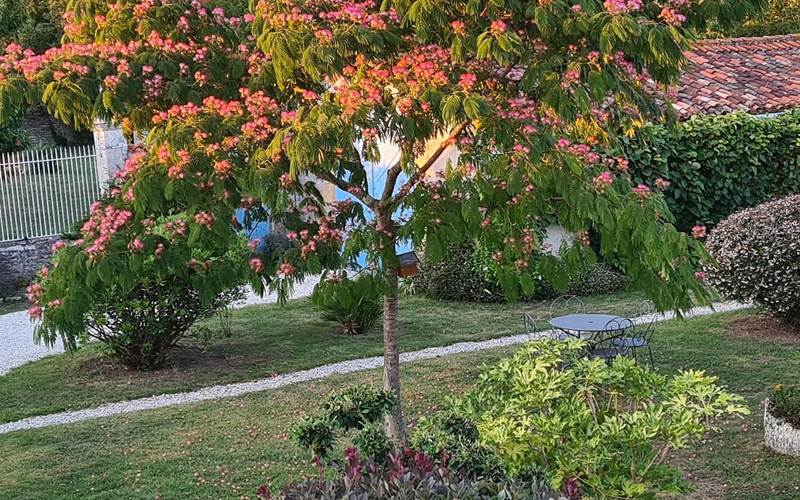 Coucher de soleil sur l'albizia