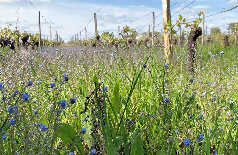 balade dans les vignes