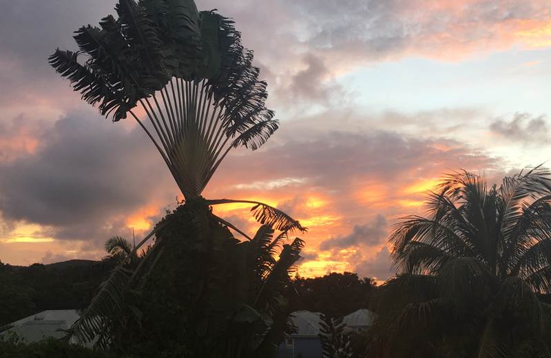 Arbre du voyageur vu de la terrasse au coucher de soleil