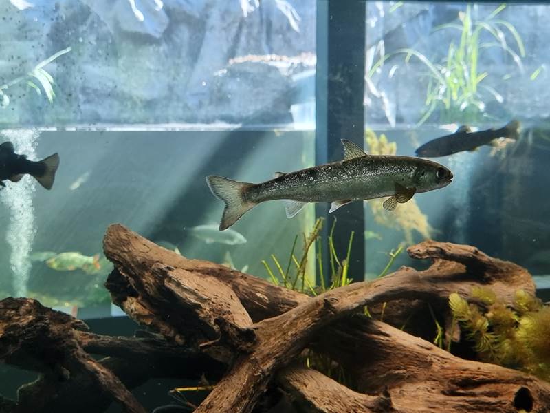 aquarium-poisson-wallonie