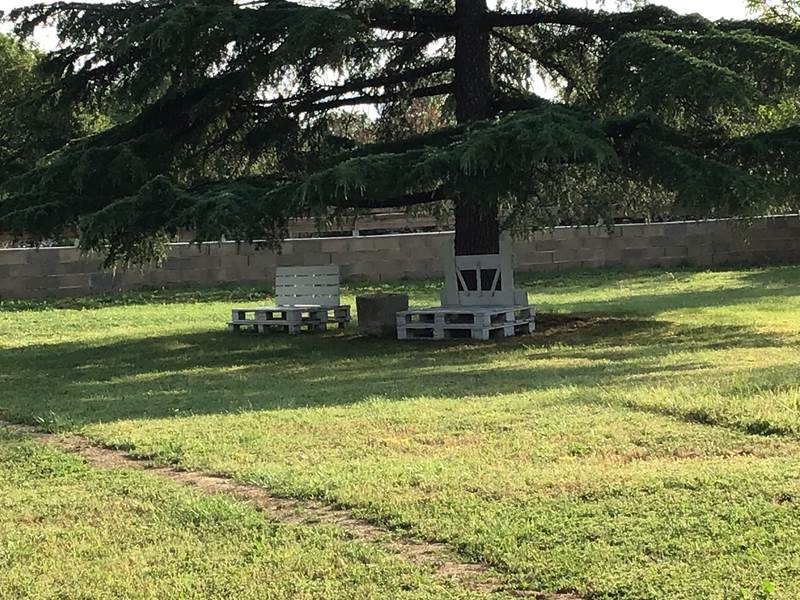 sous le cèdre au calme