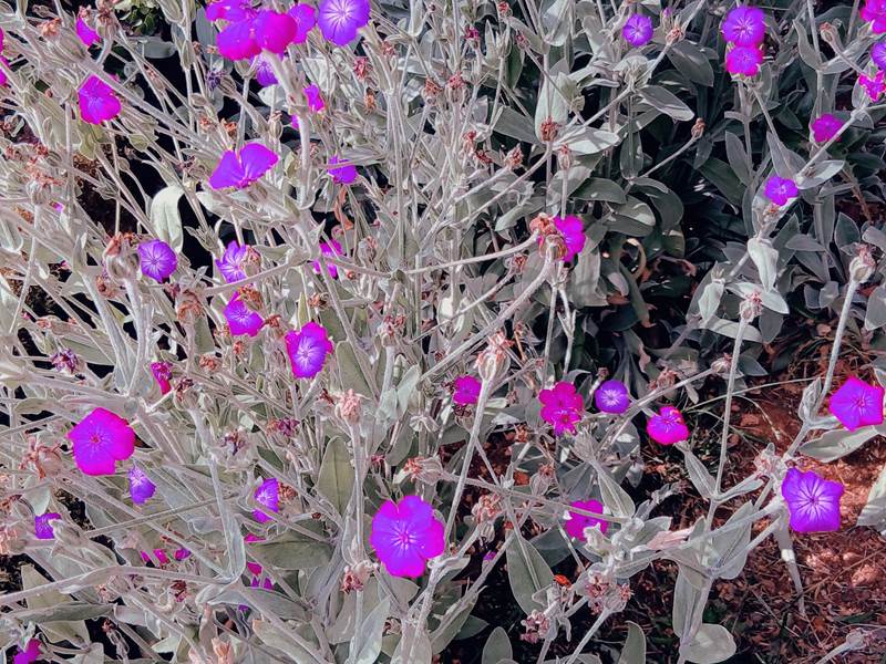 bouquet de fleurs