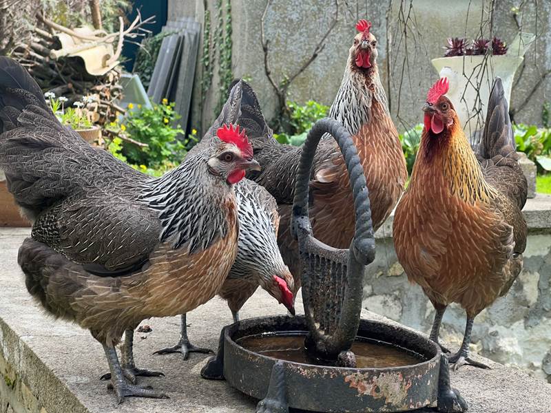 Poules de race ardennaises