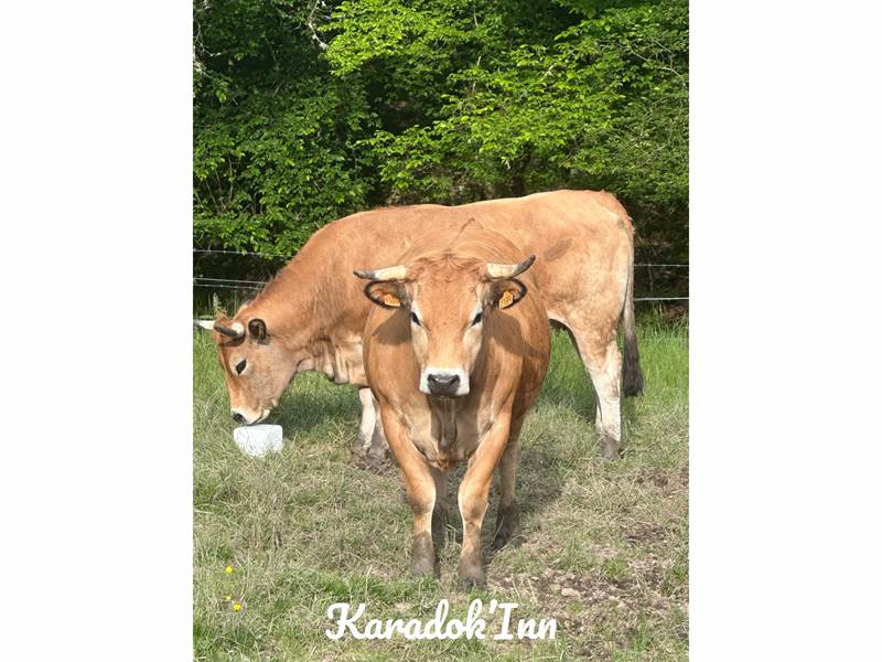 aubrac
