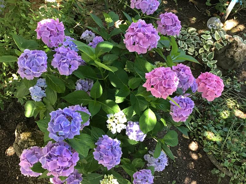 Les hortensias au jardin Marie