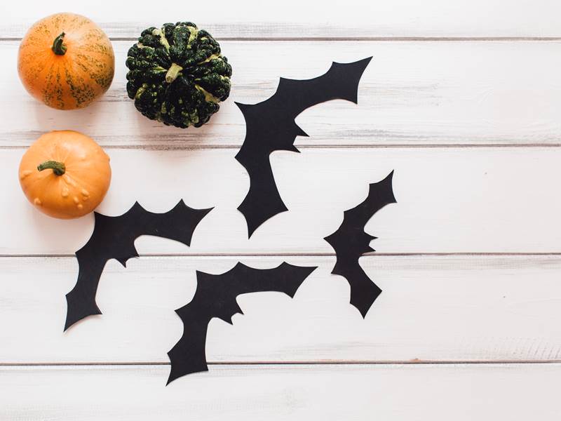 Atelier_chauves-souris_libre_de_droit