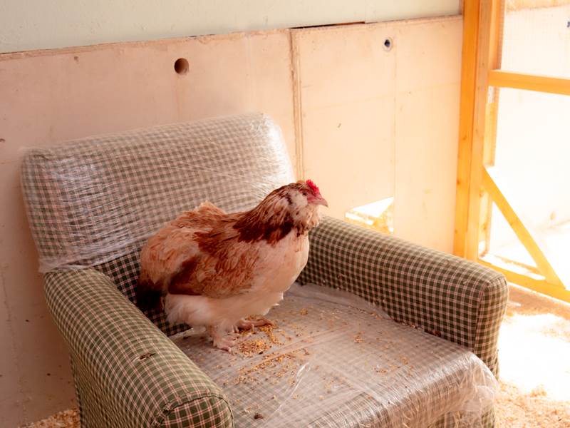 image00030