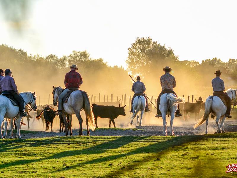 Gardians au Tri de taureaux