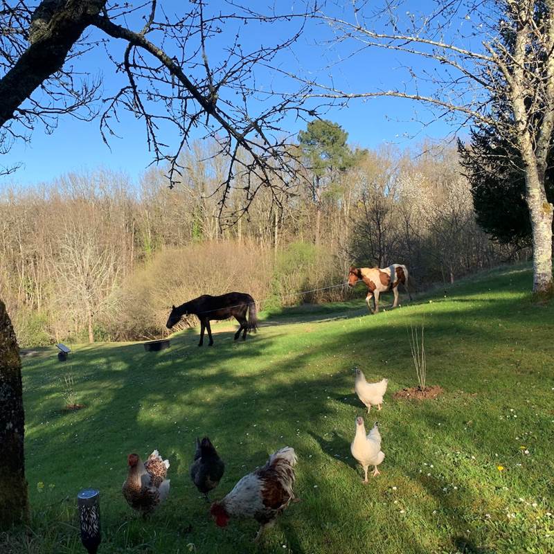 Les juments et les poules sont autour du gîte