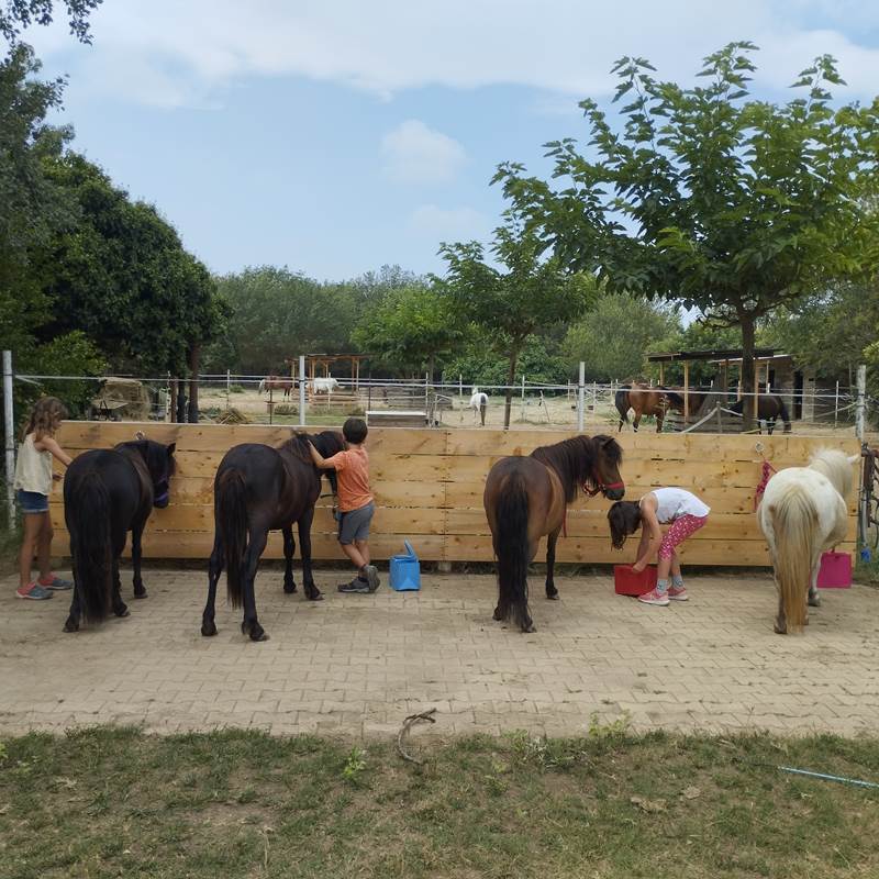 balade à poney Pyrénées-Orientales  promenade poney 66  activité enfant Pyrénées-Orientales  poney club 66  centre équestre Pyrénées-Orientales  balade à cheval 66  activité famille Pyrénées-Orientales  équitation enfant 66  balade à poney près de Perpignan  balade à poney bompas, claira, toreilles, barcares, canet en roussillon, sainte marie, Thuir, Pézilla, elne, cabestany, rivesaltes, saint estève-galerie