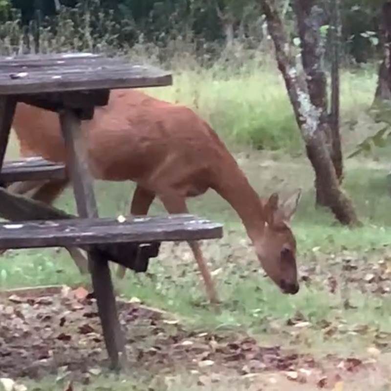 Les chevreuils devant le gîte "les chevreuils"