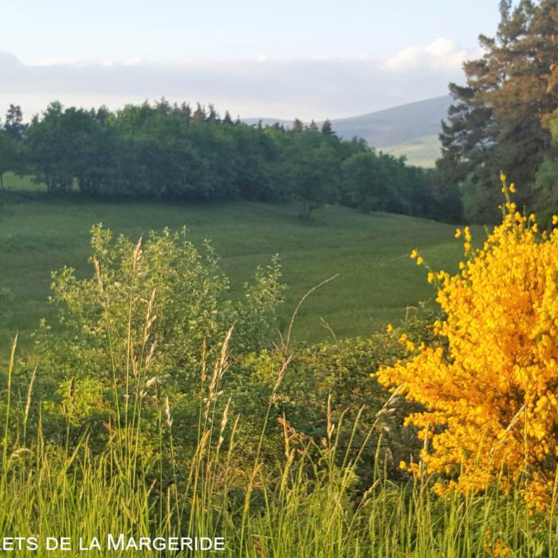 Les Chalets de la Margeride: Paysage prairie