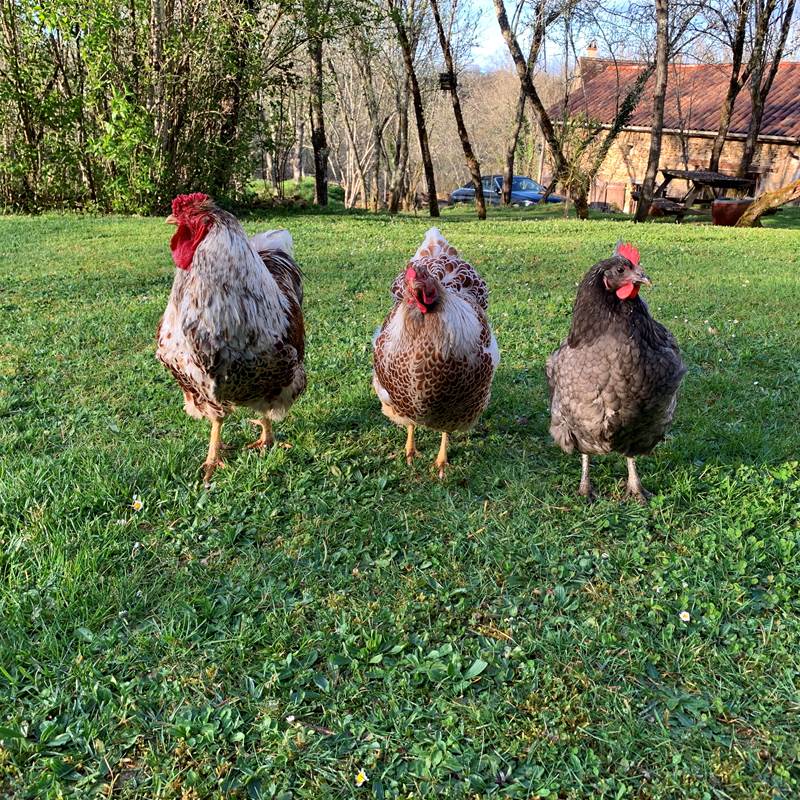 les poules
