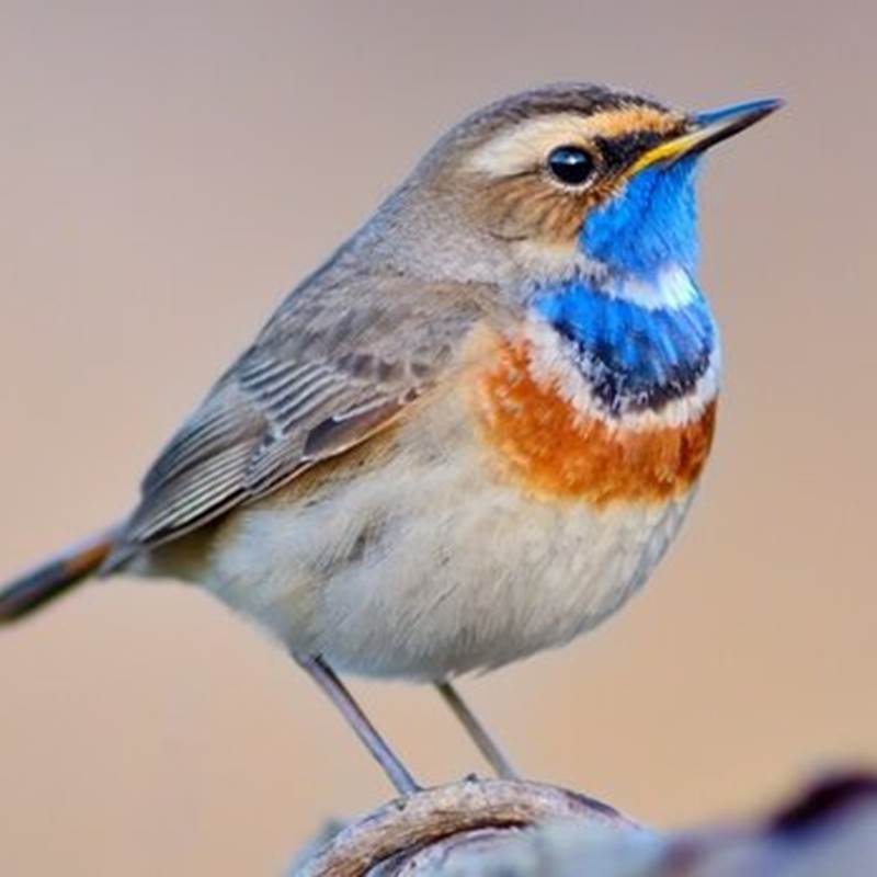 barettegorgebleue-galerie