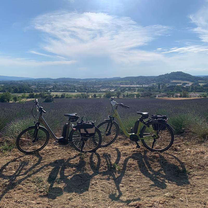 CHAMPS DE LAVANDE MENERBES-galerie