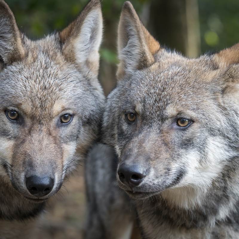 Photographie-Alain-Thimmesch-Loups-13102016-99-img-around