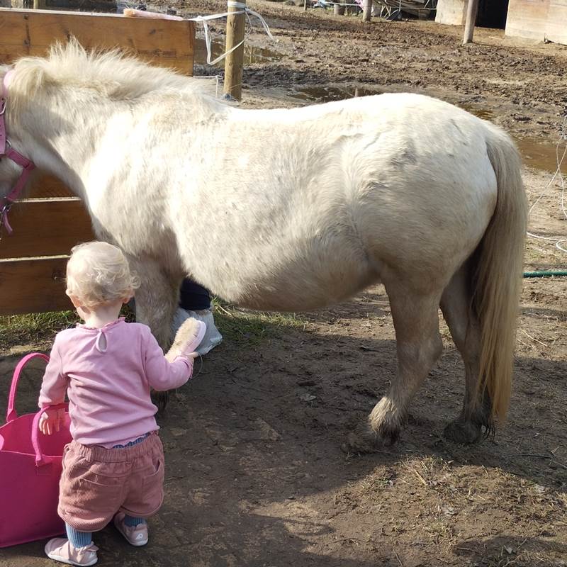 balade à poney Pyrénées-Orientales  promenade poney 66  activité enfant Pyrénées-Orientales  poney club 66  centre équestre Pyrénées-Orientales  balade à cheval 66  activité famille Pyrénées-Orientales  équitation enfant 66  balade à poney près de Perpignan  balade à poney bompas, claira, toreilles, barcares, canet en roussillon, sainte marie, Thuir, Pézilla, elne, cabestany, rivesaltes, saint estève-galerie