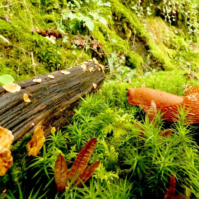 Cascades de gimel 13 Tulle Corrèze-galerie