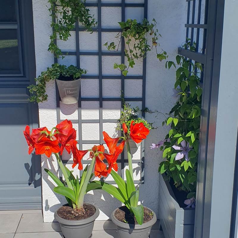 terrasse fleurie