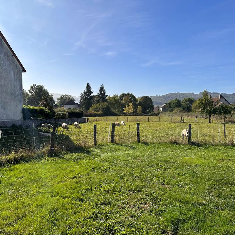 vue-moutons-patis-colas