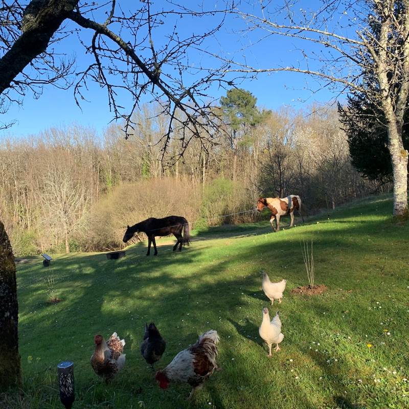 Les chevaux et poules à côté du gîte