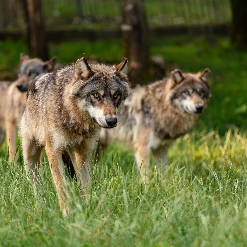 CRTLOccitanie0042615MD-img-around