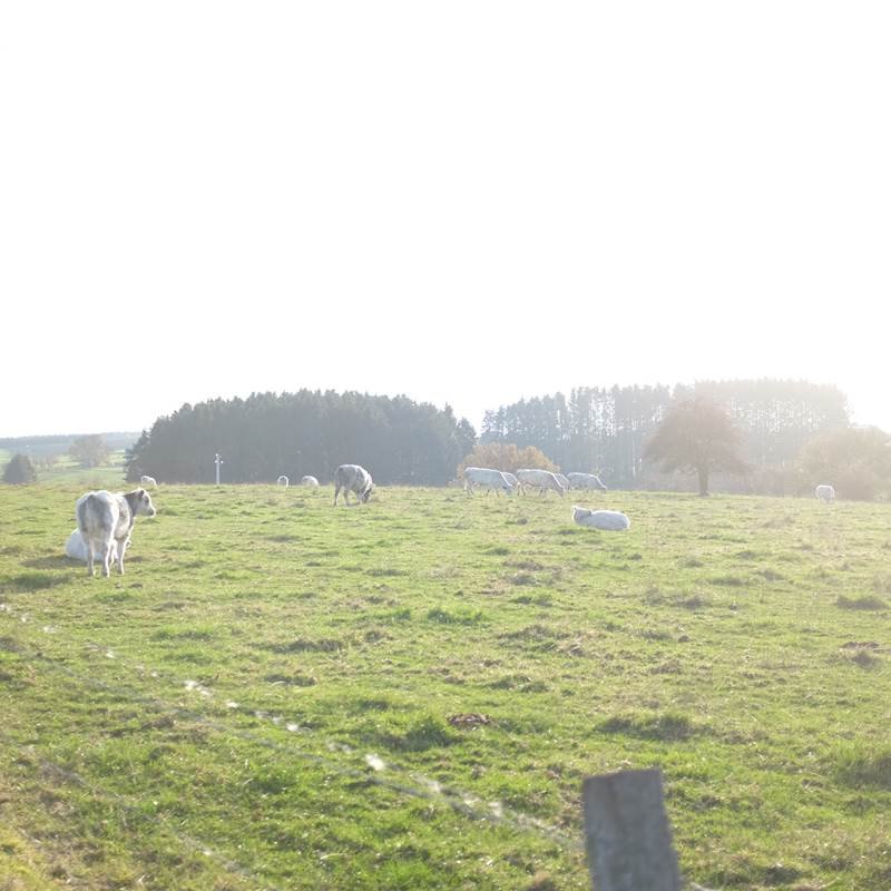 Balade dans le village
