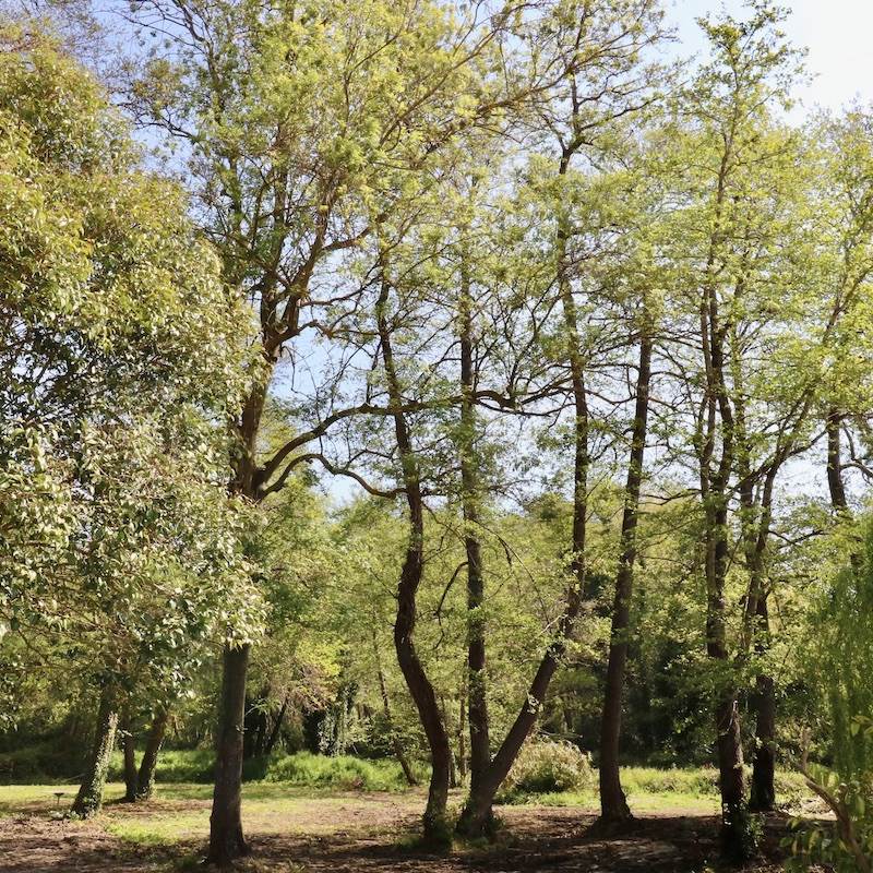 Gites Terra di a Bravona - Appartement Elia Vue sur Parc