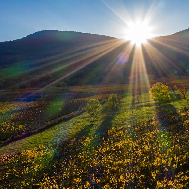 FS_VIGNOBLES_20_10_31_30-galerie