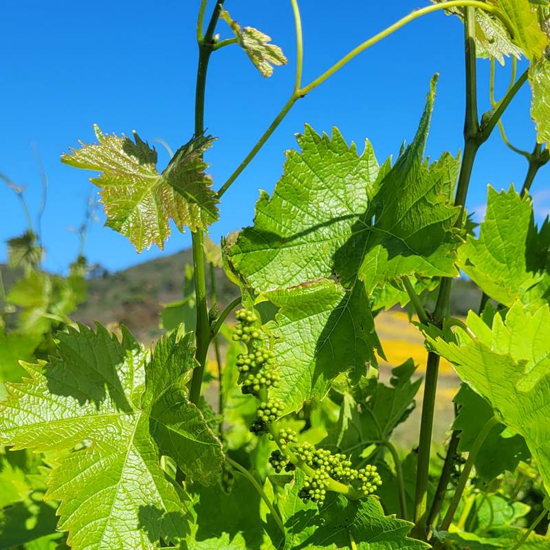domaine la beille roussillon-galerie
