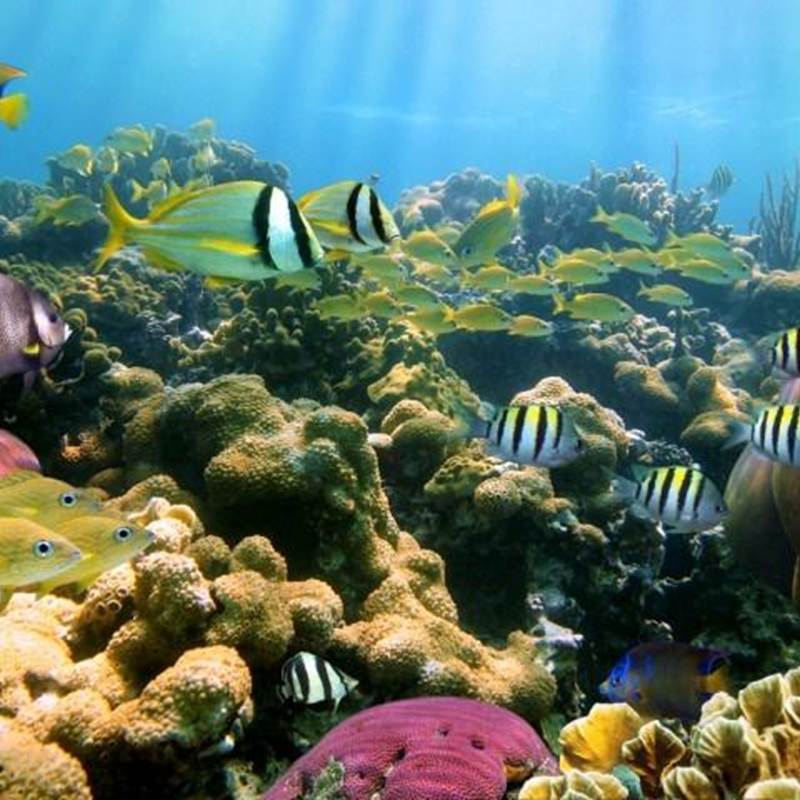 jardins-de-la-mer-sainte-anne-galerie