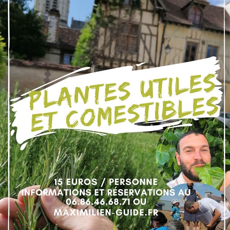 Copie de plantes comestibles