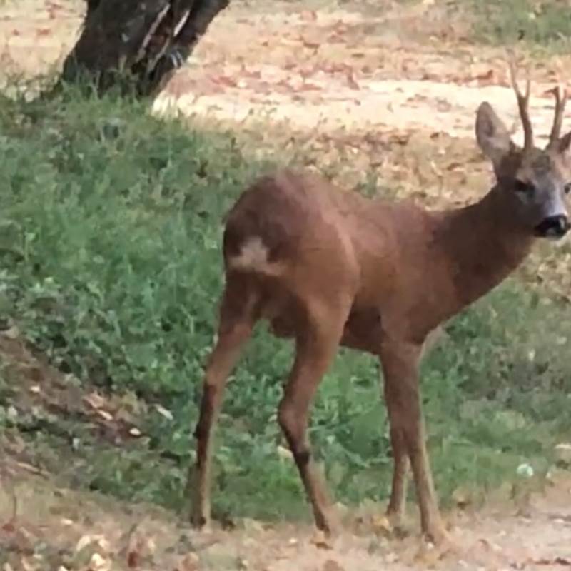 Un chevreuil devant la maison