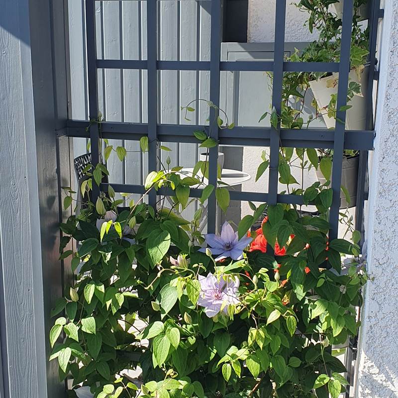 terrasse clématites
