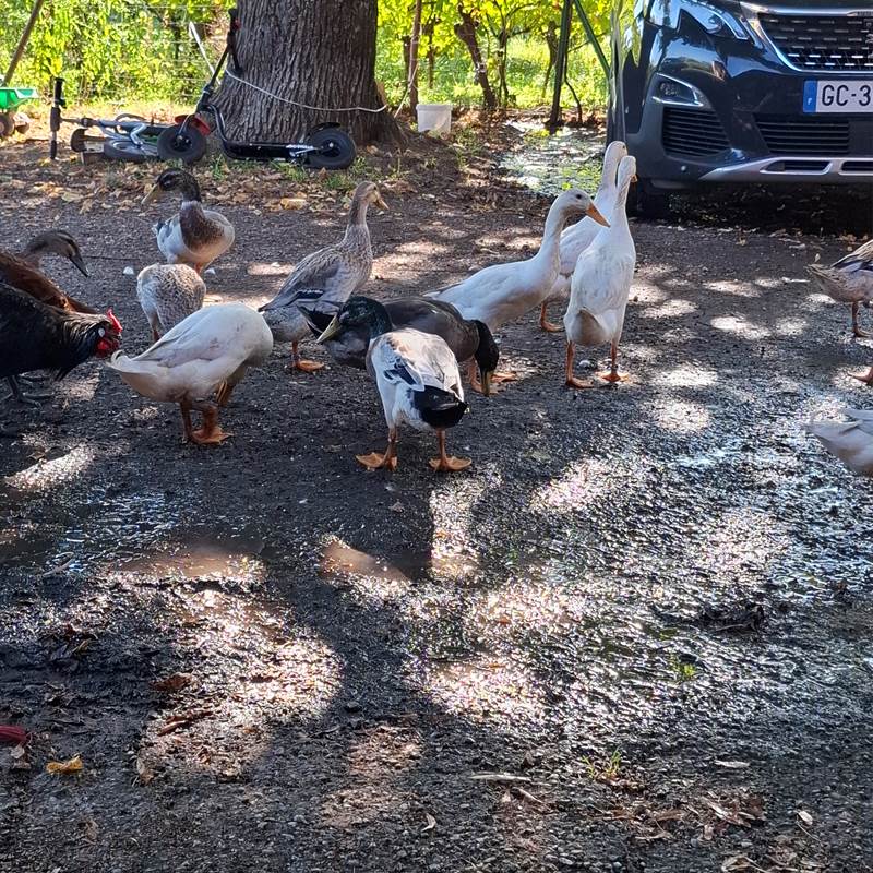 activite groupe route des vins d alsace