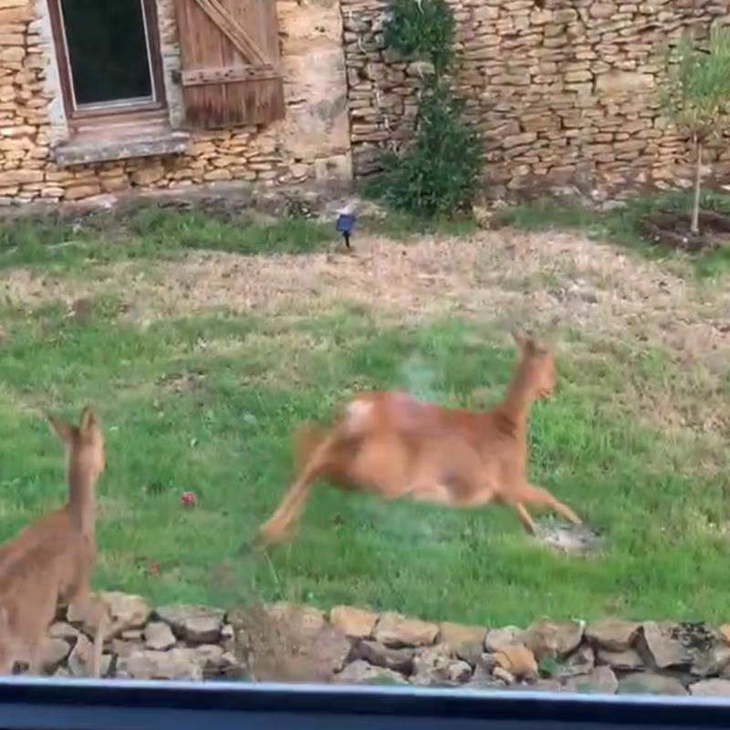 Les chevreuils devant notre fenêtre