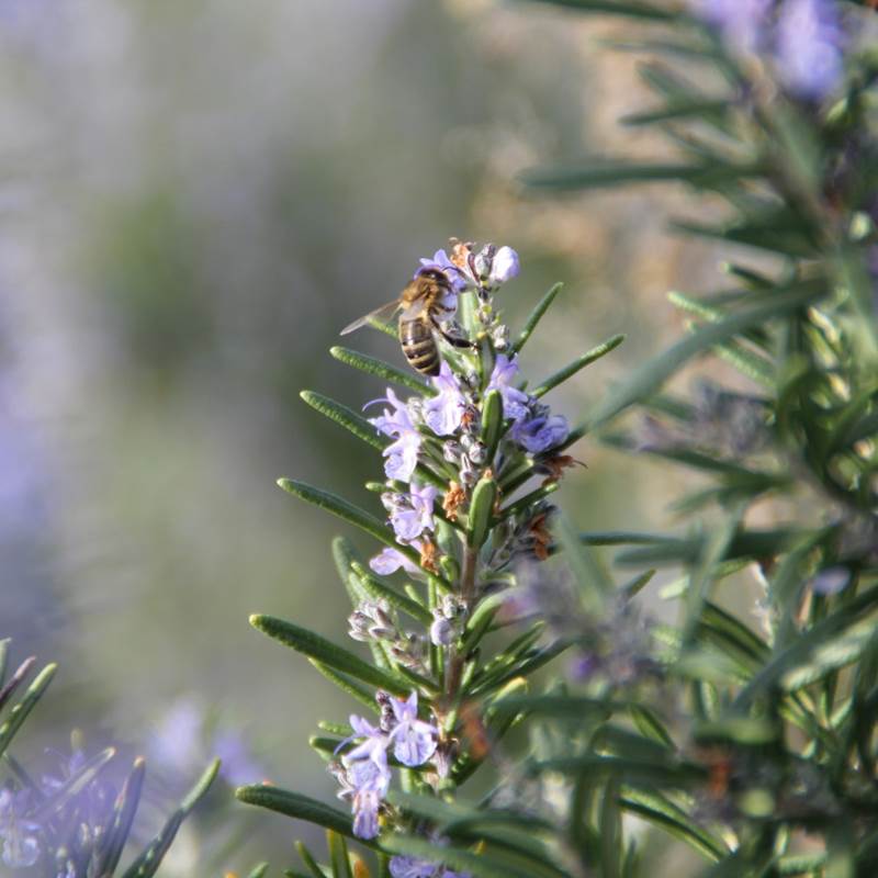 tempImage986M9C-galerie