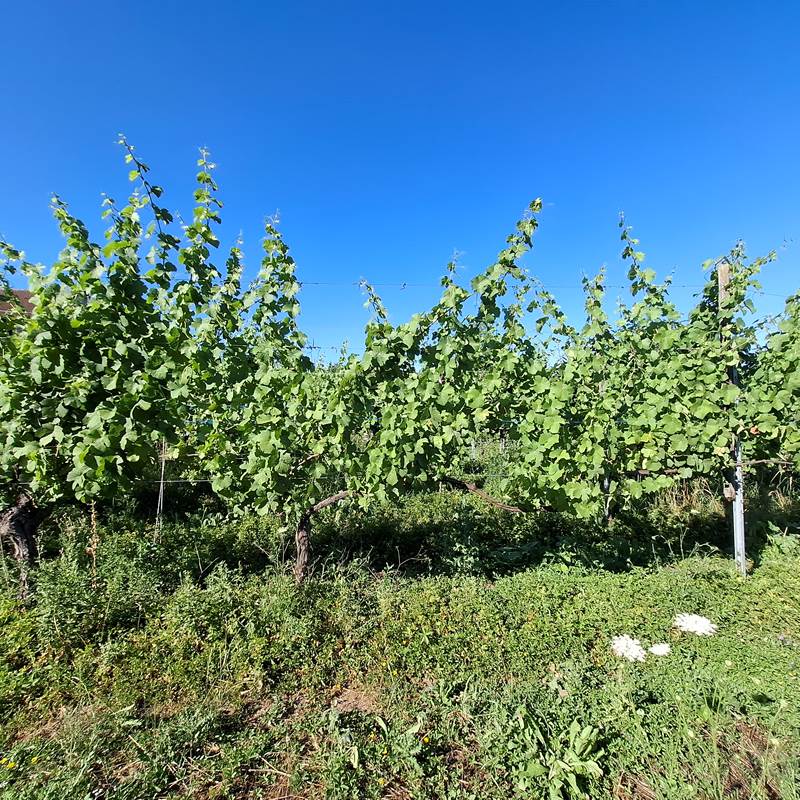 sylvaner