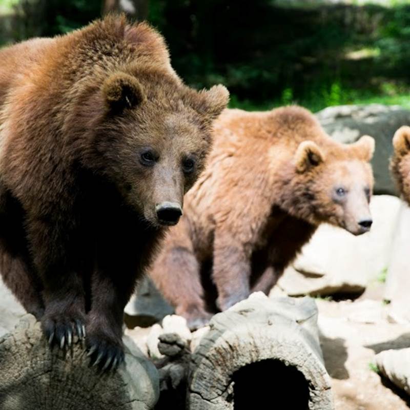 Parc animalier-galerie